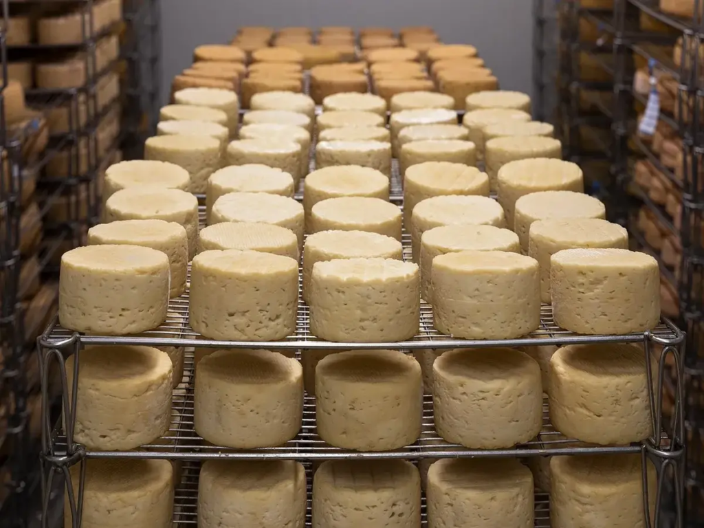 Rows of vegan cheese wheels on racks for mac and cheese.